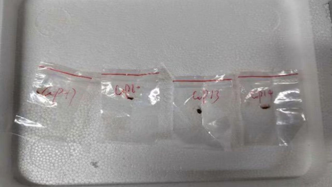 Chinese Scientist Arrested at US Airport Over Worm Samples