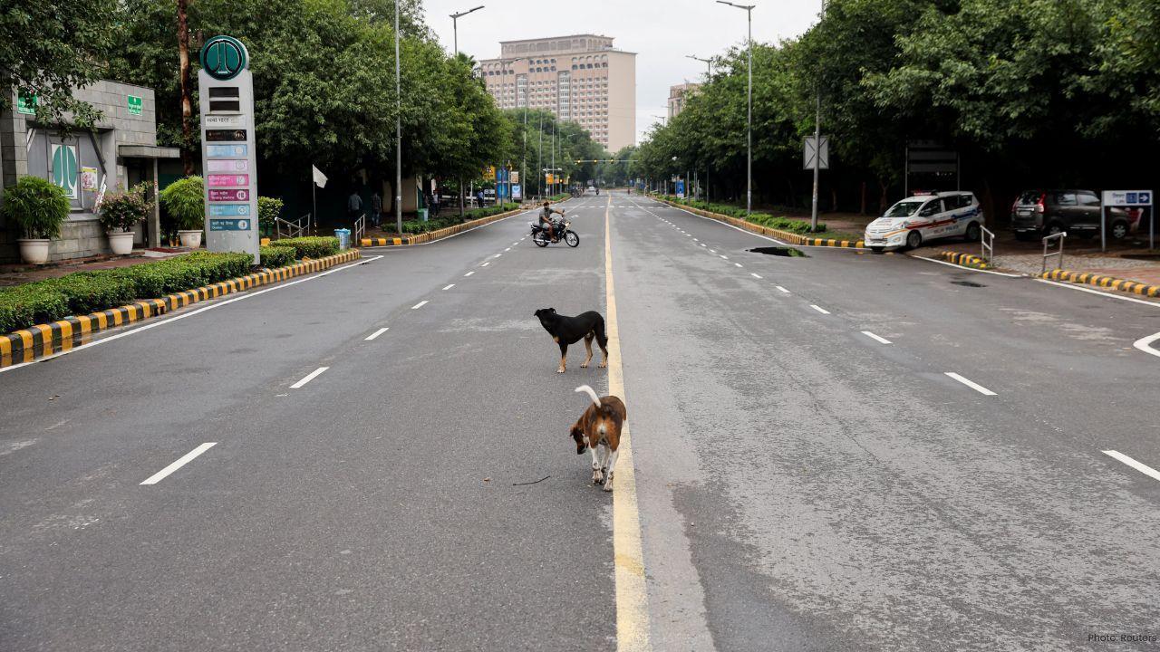 India’s Supreme Court Orders Removal of Stray Dogs in New Delhi