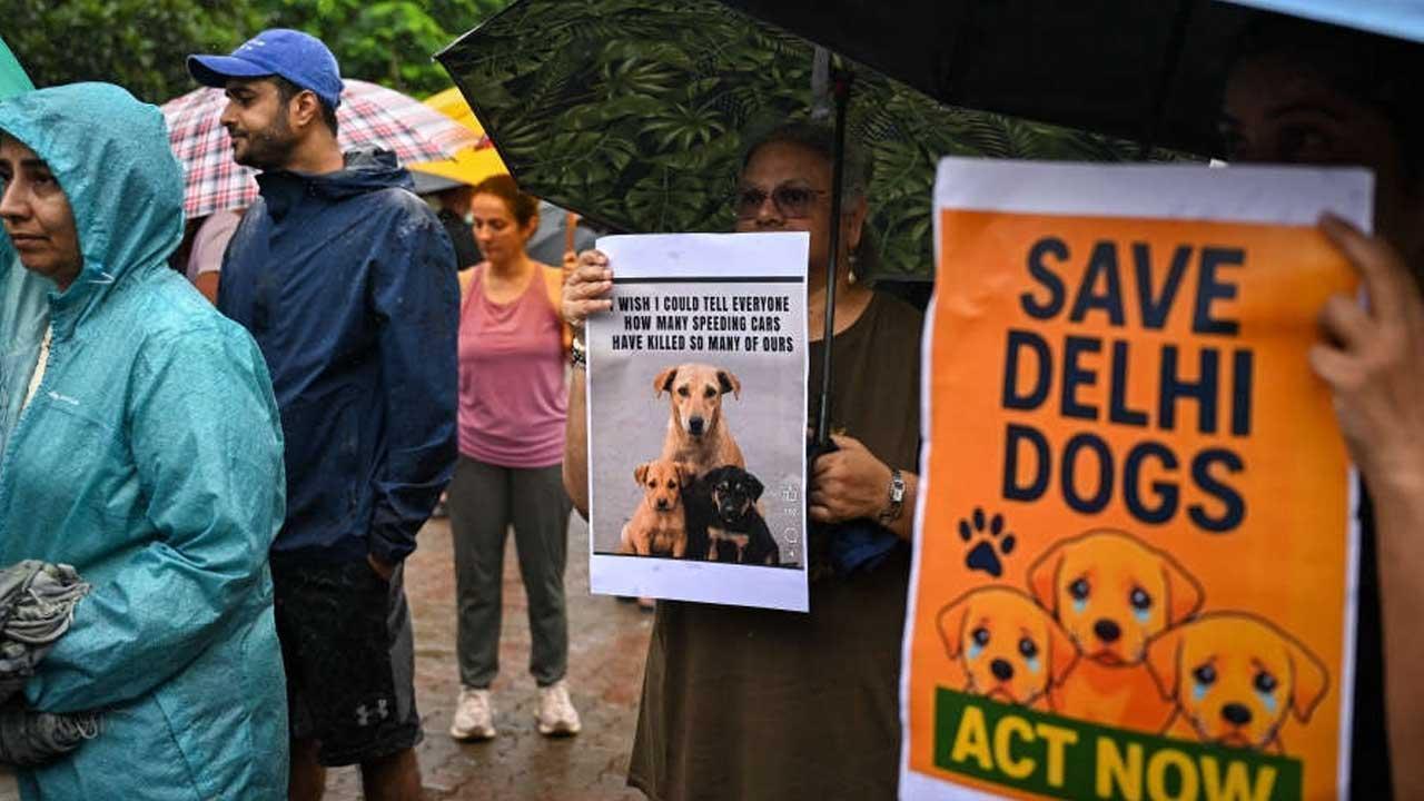 Supreme Court Order Stray Dogs in Delhi to Be Released Safely