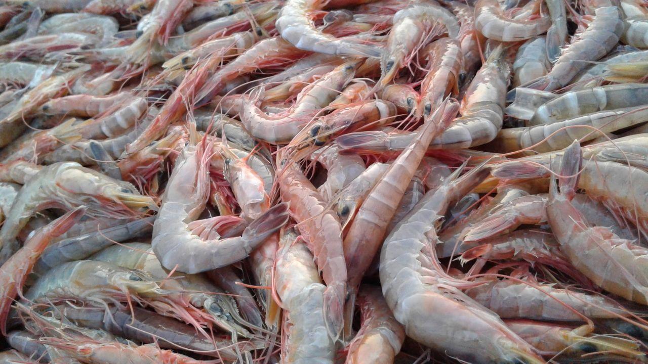 Indonesia Investigates Radioactive Shrimp Exported to United States