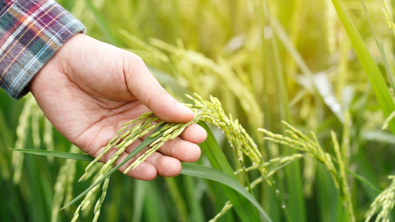 AI Helps Malawi Farmers Recover After Cyclone Freddy, Boosting Crop Success