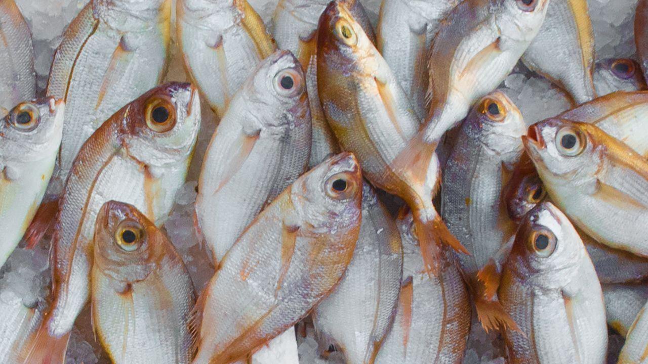 Bangladesh Sends 1,200 Tonnes of Hilsa Fish to India for Puja