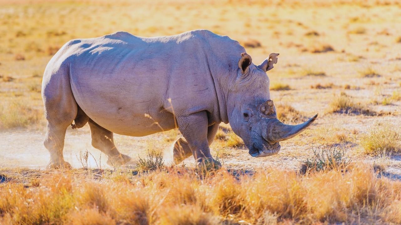 South Africa Marks World Rhino Day as Poaching Slows but One Still Killed Daily South Africa Marks World Rhino Day as Poaching Slows but One Still Killed Daily