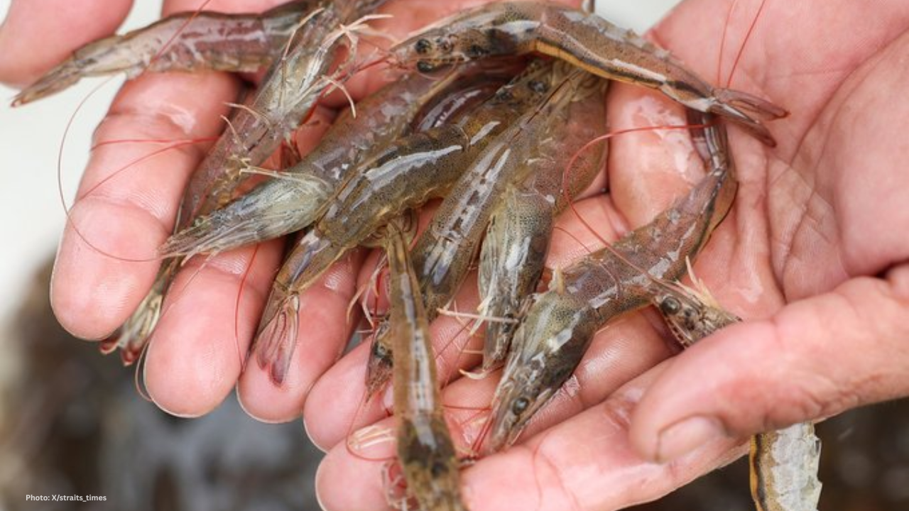 Indonesia's Shrimp Industry Faces Crisis After Radioactive Contamination