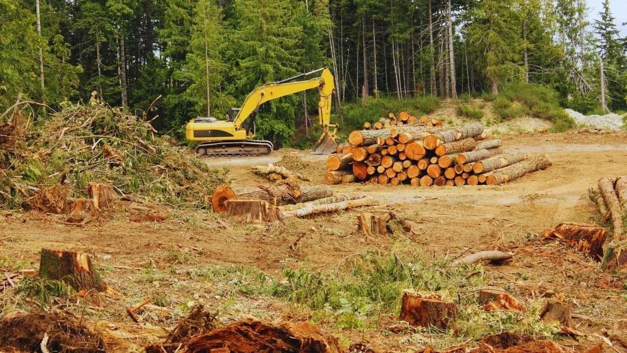 Deforestation, Indigenous Rights & Global Responses: Confronting the Forest Crisis