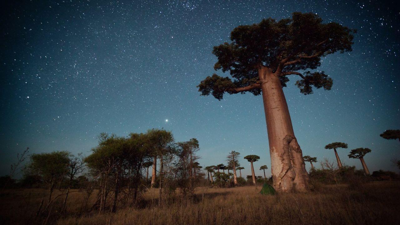 Madagascar Safari: Unveil the Island's Unique Wildlife