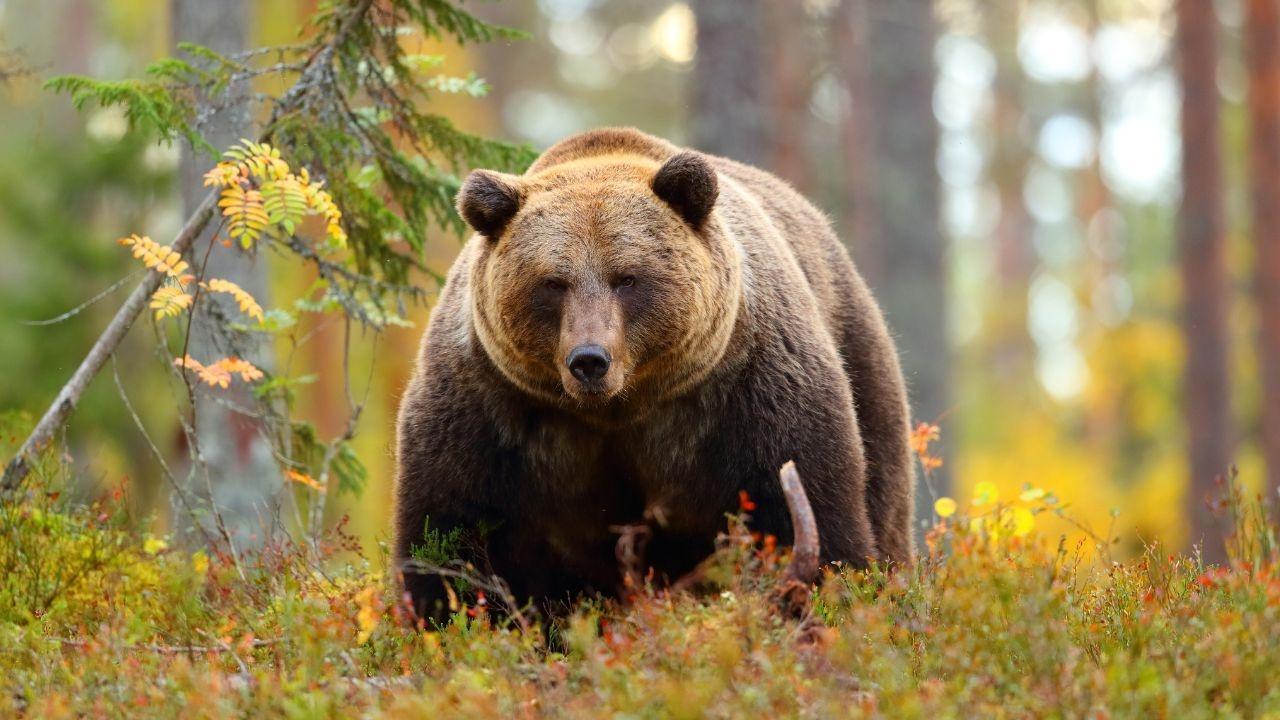 Surge in Bear Attacks in Japan Leads to Horror Film Delay Surge in Bear Attacks in Japan Leads to Horror Film Delay