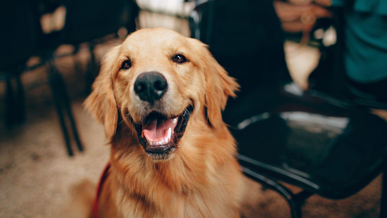 Supreme Court Summons Chief Secretaries Over Stray Dogs Case Non-Compliance