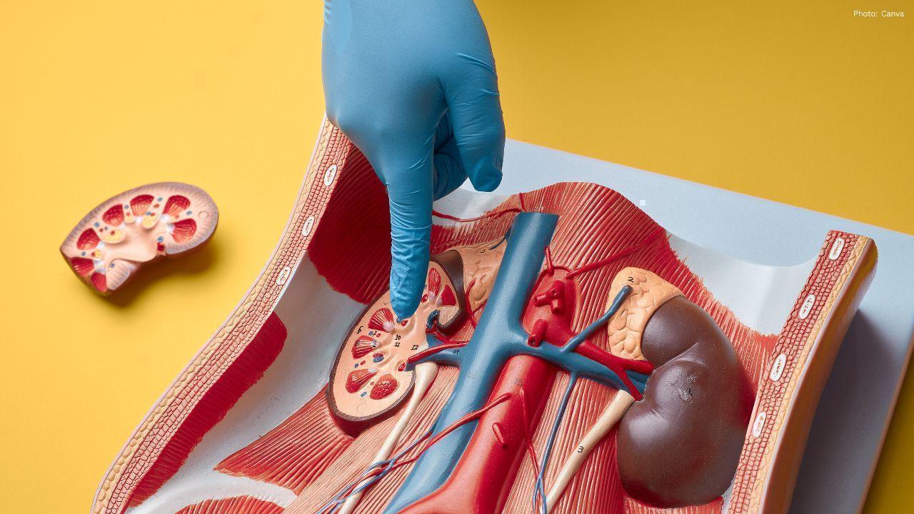 Five Natural Drinks That Can Support and Strengthen Kidney Function