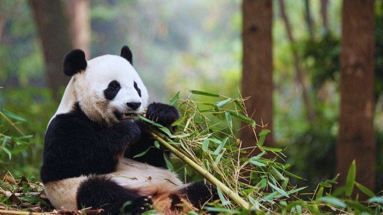 How AI and Machine Learning Are Shaping Wildlife Conservation in India