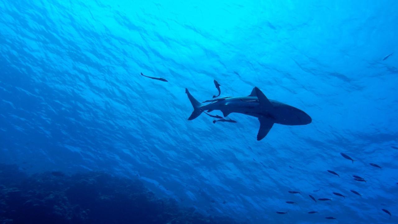 Study Finds Orcas Target Juvenile Great White Sharks in Mexican Waters