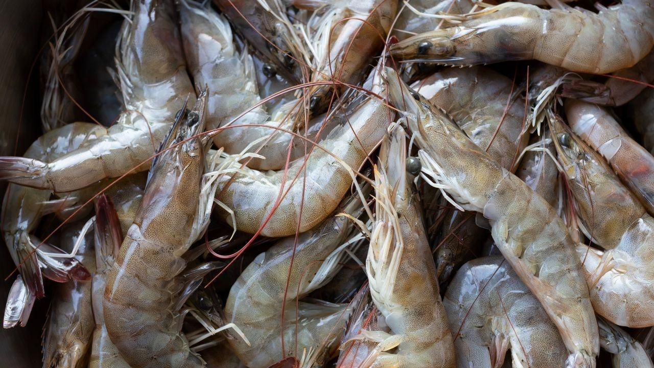 US Tariffs Hit Indian Shrimp Farmers Hard