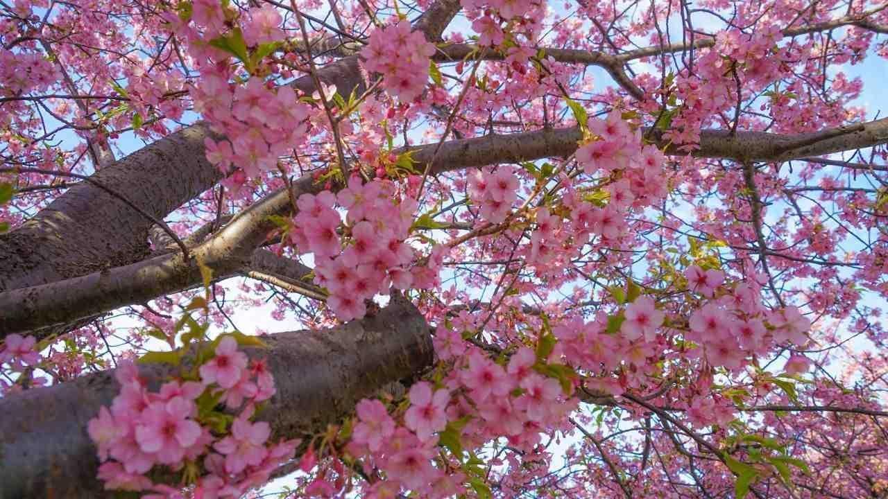 Discover India's Cherry Blossoms: When to Go and Where to See Them