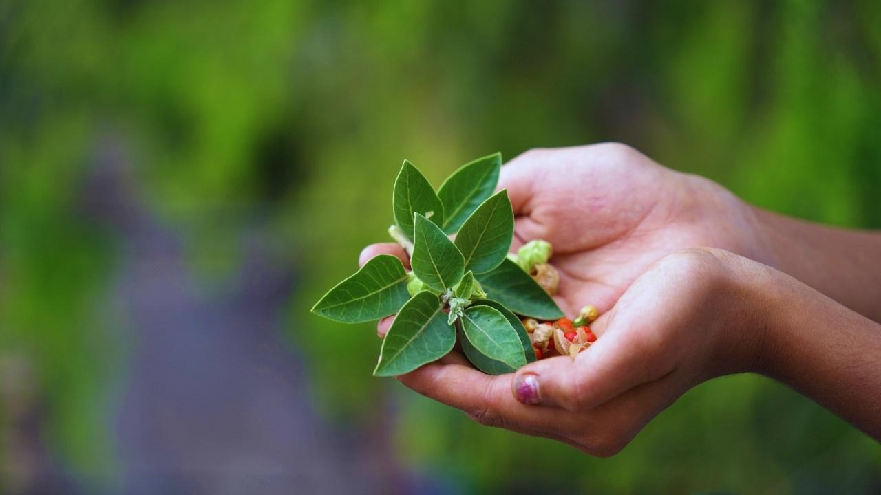 The Renaissance of Ayurveda: Science in Herbs and Ethical Healing