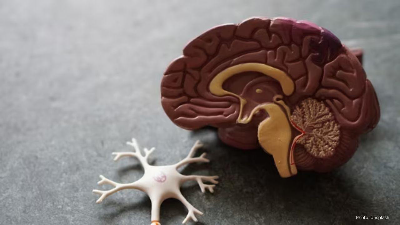 Three Everyday Foods That Could Weaken Your Brain, Warns Florida Neuroscientist