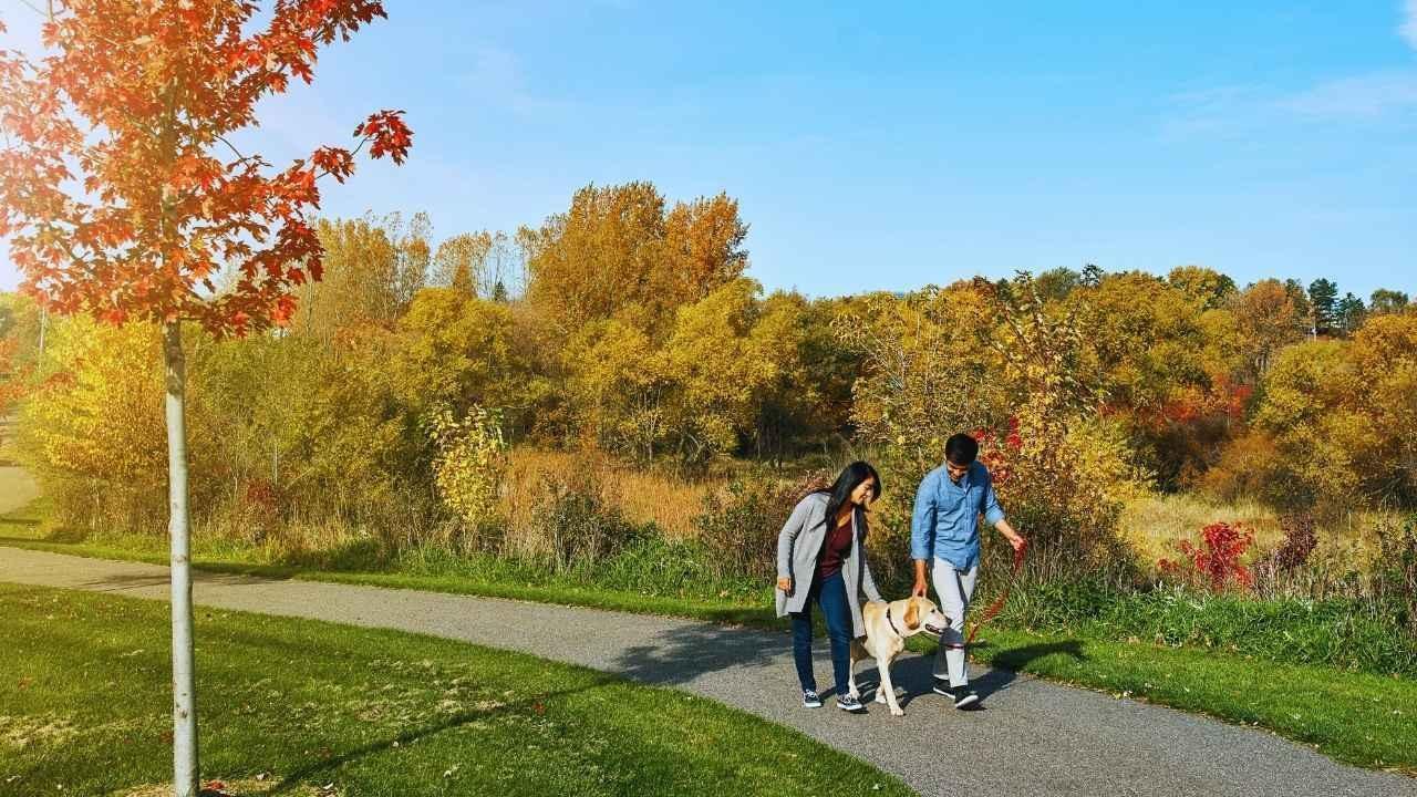 The Rising Importance of Daily Walks for Mental Wellness