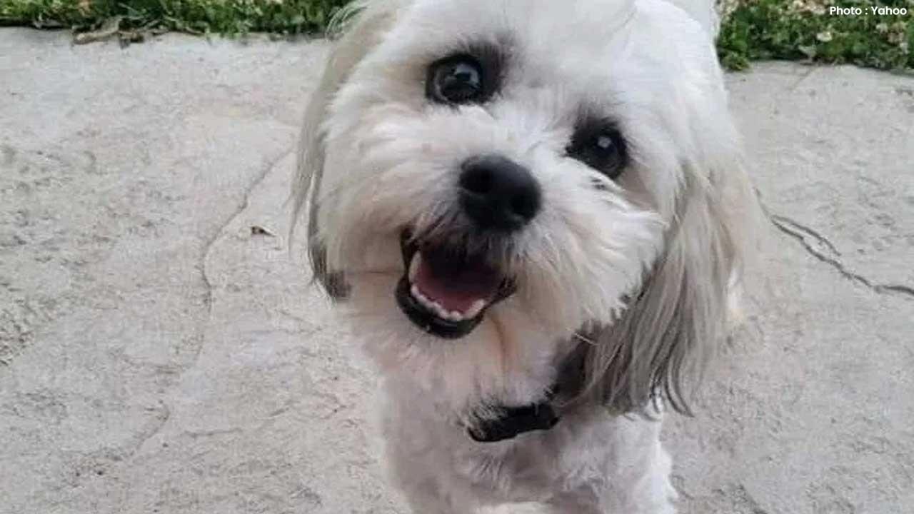 Sturgeon, Missouri Settles for $500K After Police Shooting of Blind Dog Teddy