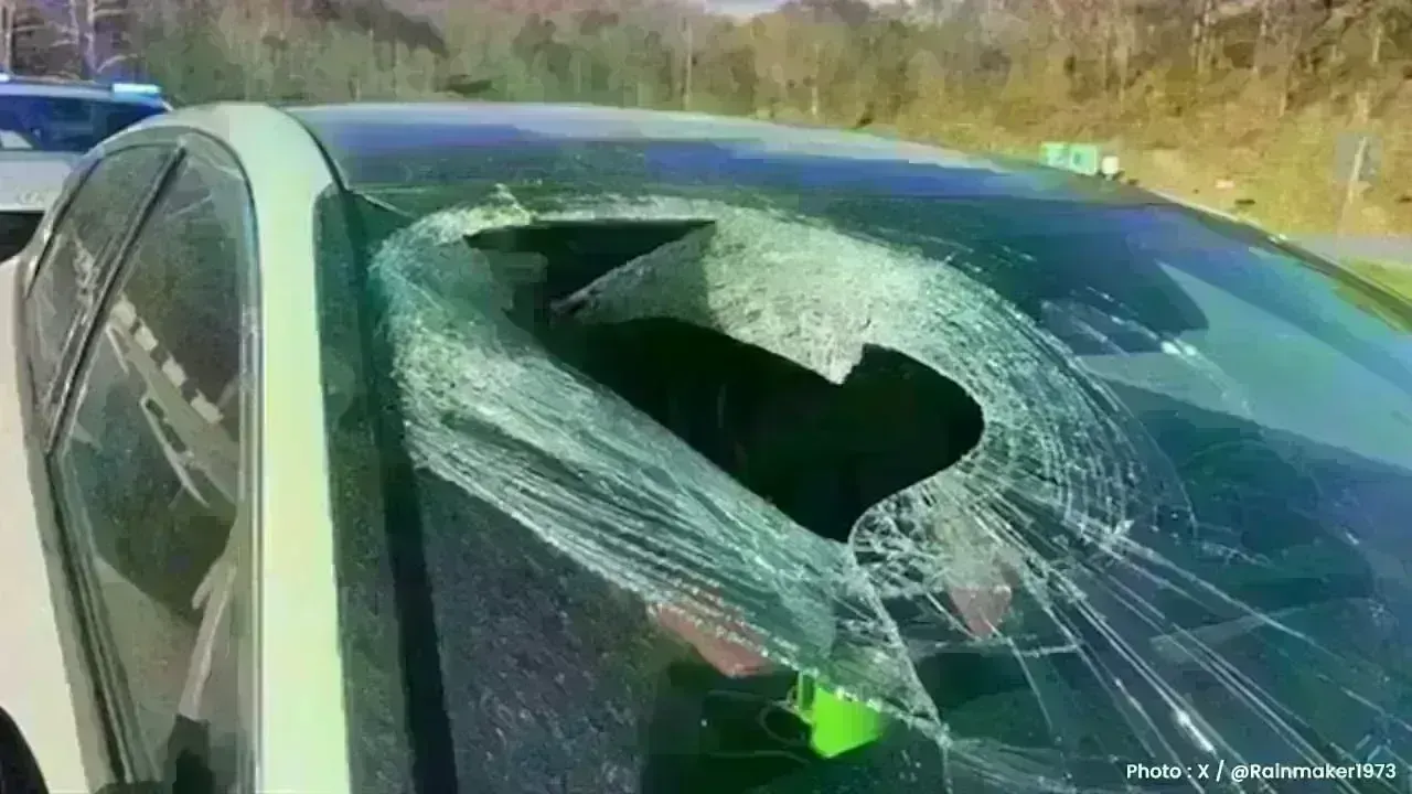 Bald Eagle Shocks Driver by Dropping Cat Through Windshield