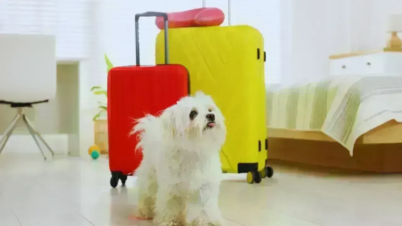 Transformations in Pet-Friendly Travel Sparked by Recent Policy Changes