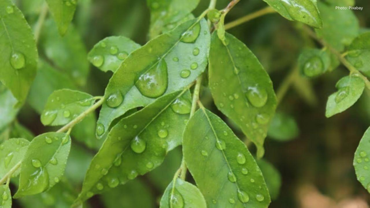 Unlocking the Health Wonders of Curry Leaves: From Heart to Brain Benefits