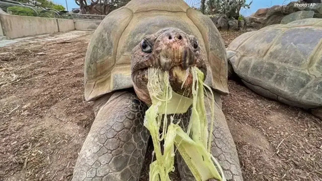 San Diego Zoo's Beloved Gramma, the Oldest Galápagos Tortoise, Passes at 141
