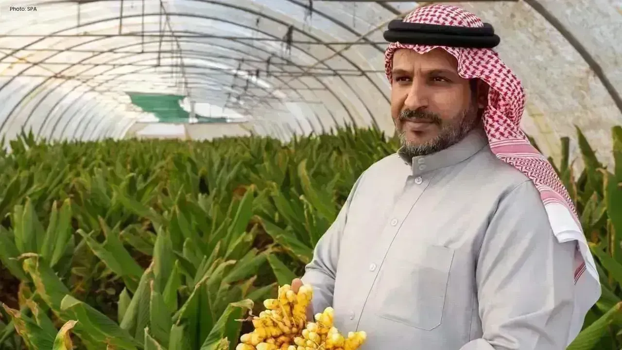 Turmeric Cultivation Launches in Tabuk Region, Saudi Arabia