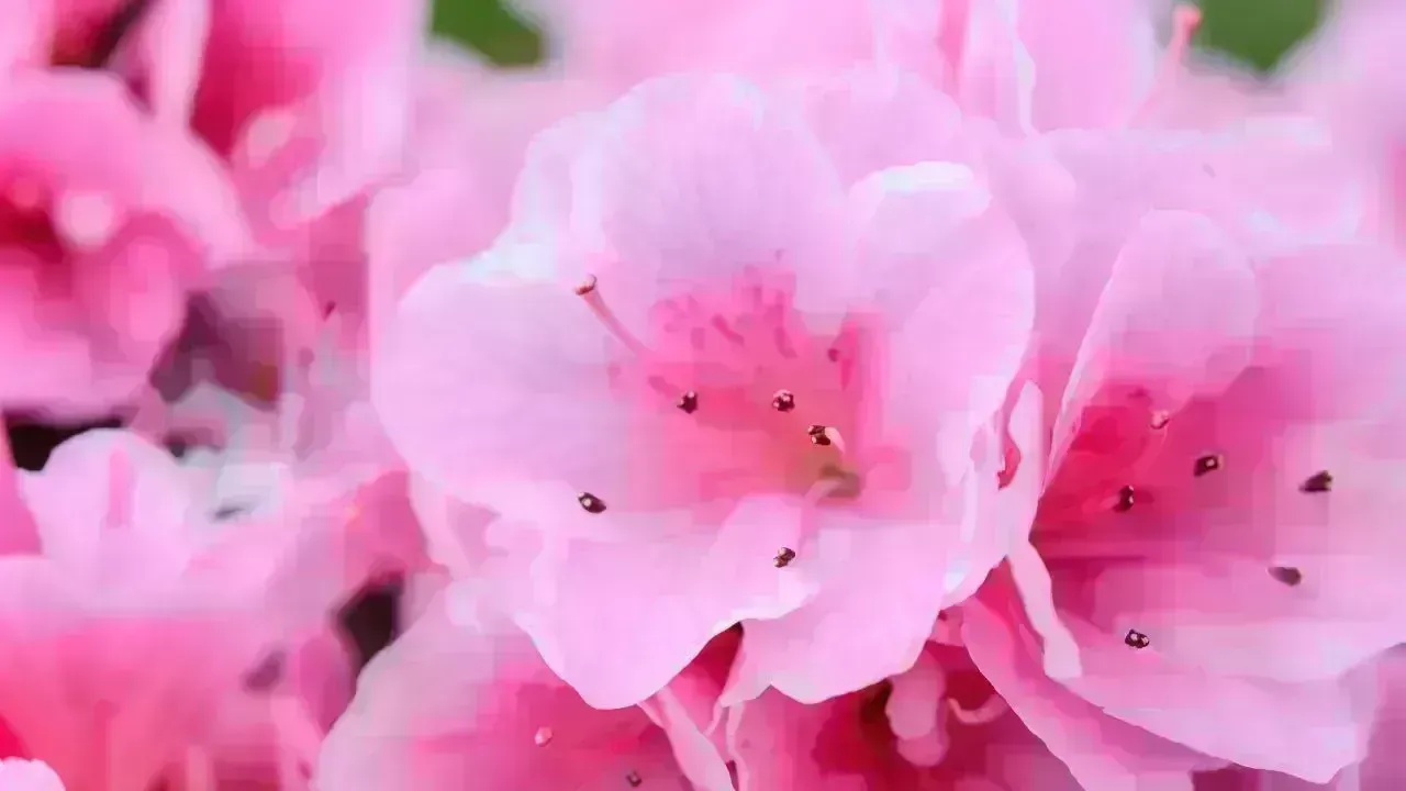 Top 8 Destinations Famous for Stunning Floral Beauty Worldwide