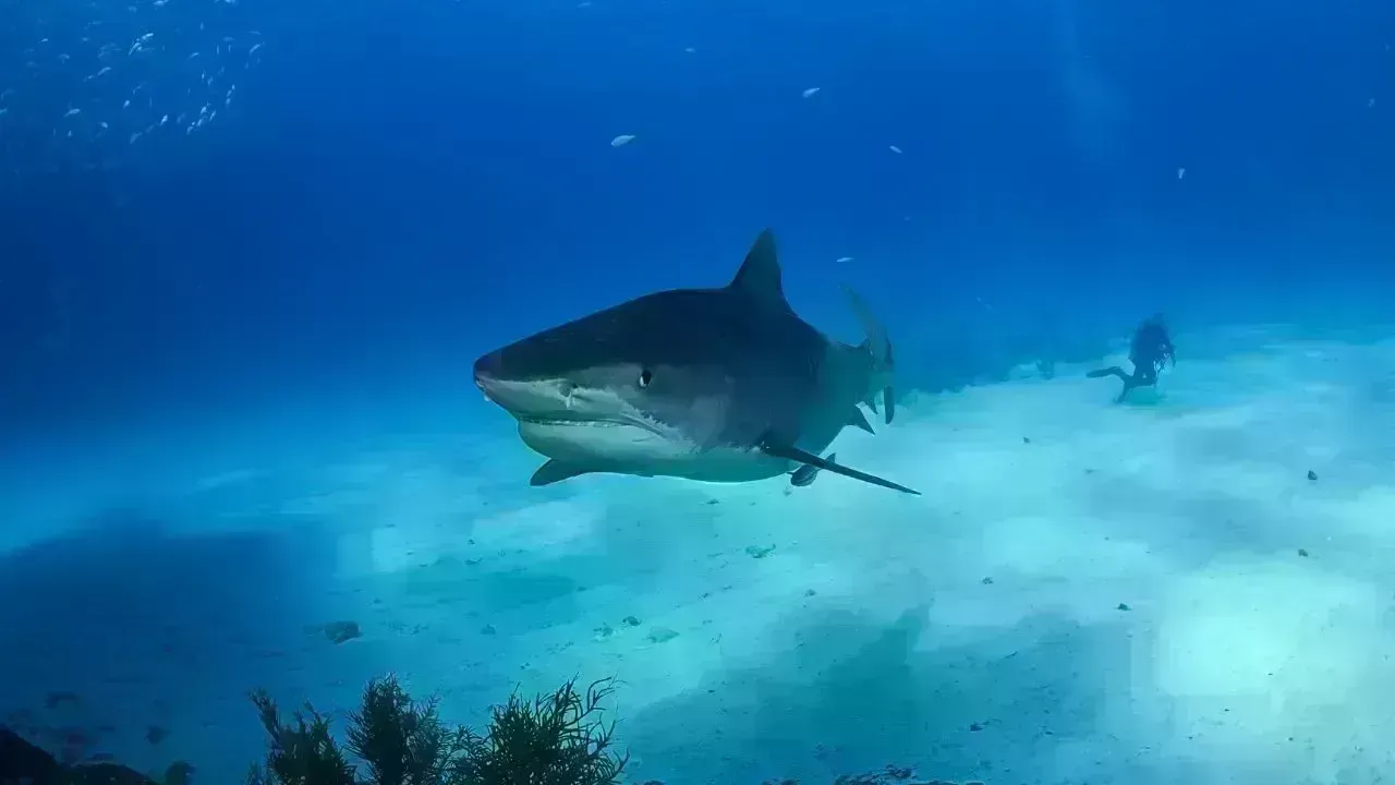 Deadly Shark Attack in Australia Woman Killed, Man Critically Hurt