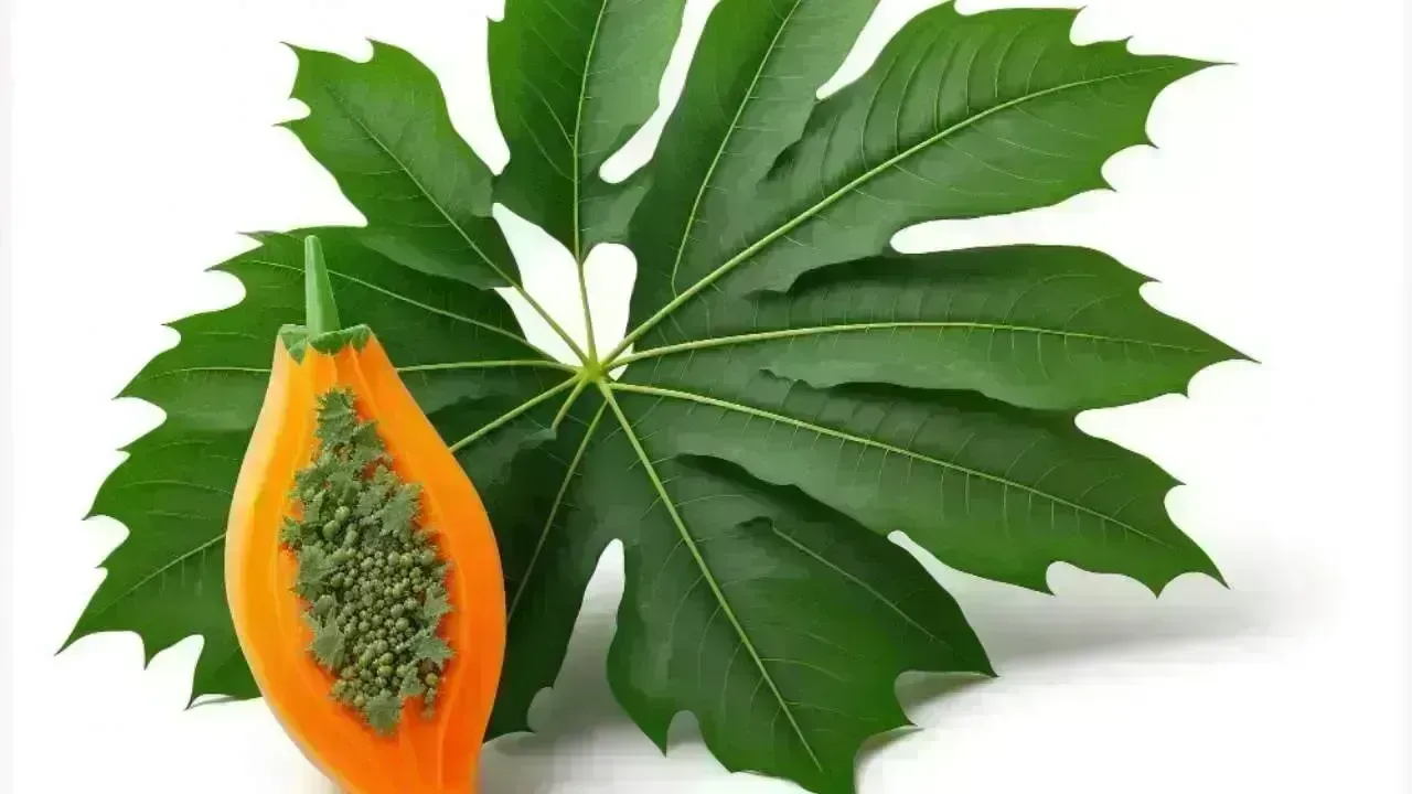 Exploring the Health Benefits of Papaya Leaves: A Natural Powerhouse