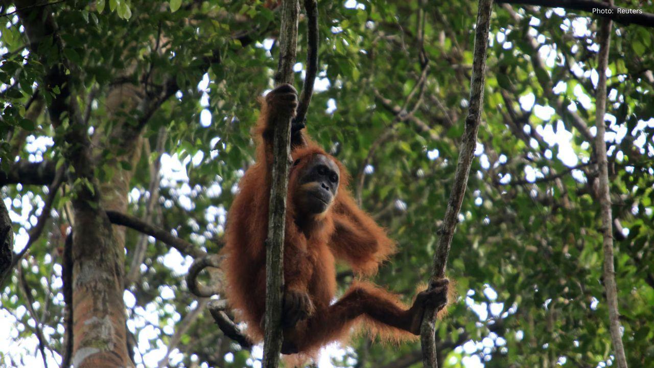 Orangutan Habitats Under Threat from Devastating Floods in Indonesia