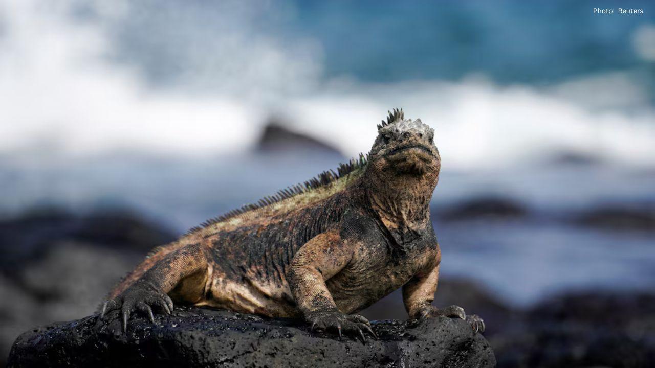 Bezos Earth Fund Allocates $24.5 Million for Ocean Conservation