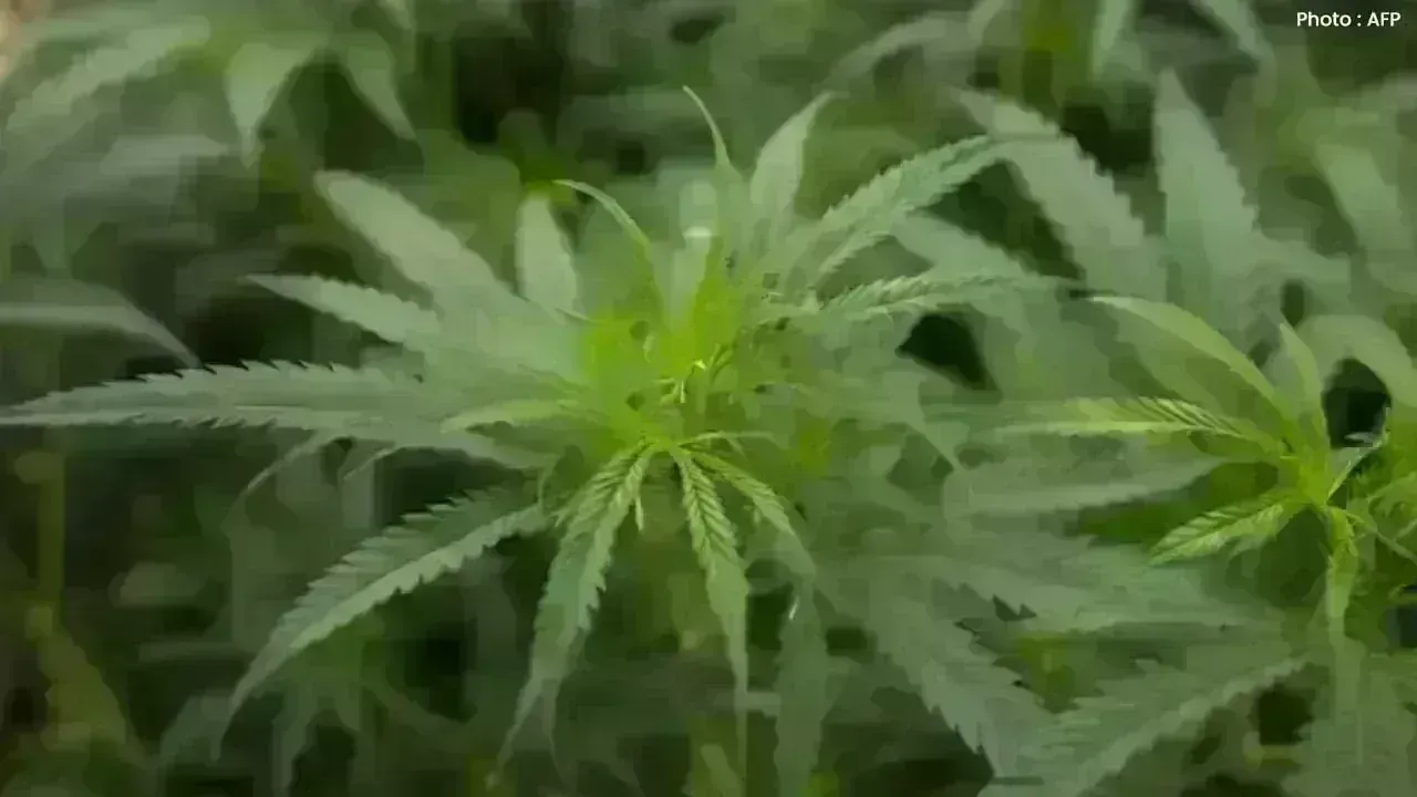 Trump Signals Move Toward Marijuana Reclassification in the US