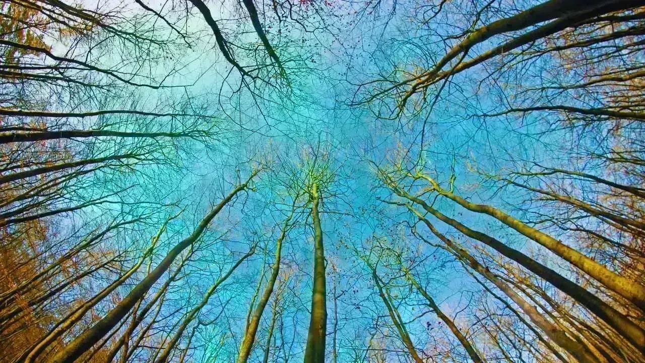 Climate Adaptation vs Climate Mitigation: Why the World Is Struggling to Choose the Right Strategy