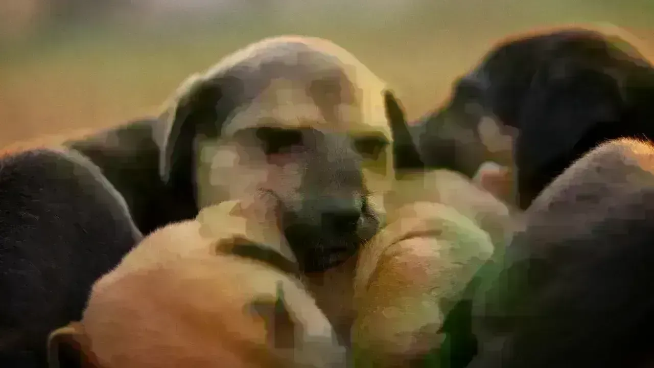 UK Plans New Animal Welfare Strategy With Cage and Puppy Farm Ban