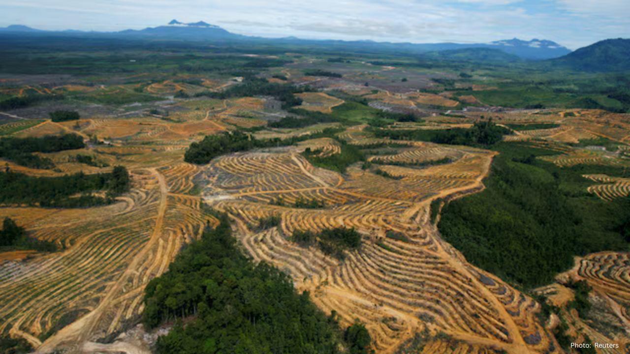 Indonesia Announces $8.5 Billion Fines on Illegal Palm Oil and Mining Operations
