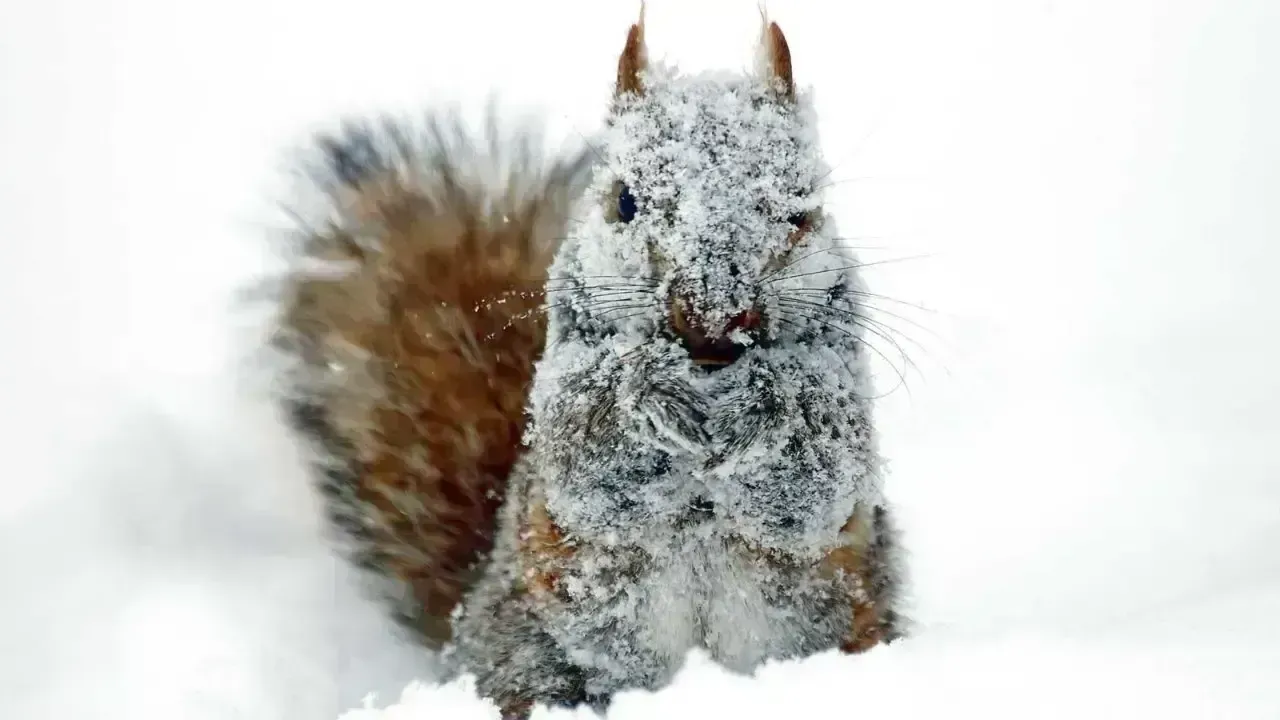 How Animals Adapt and Survive During Extreme Winter Conditions
