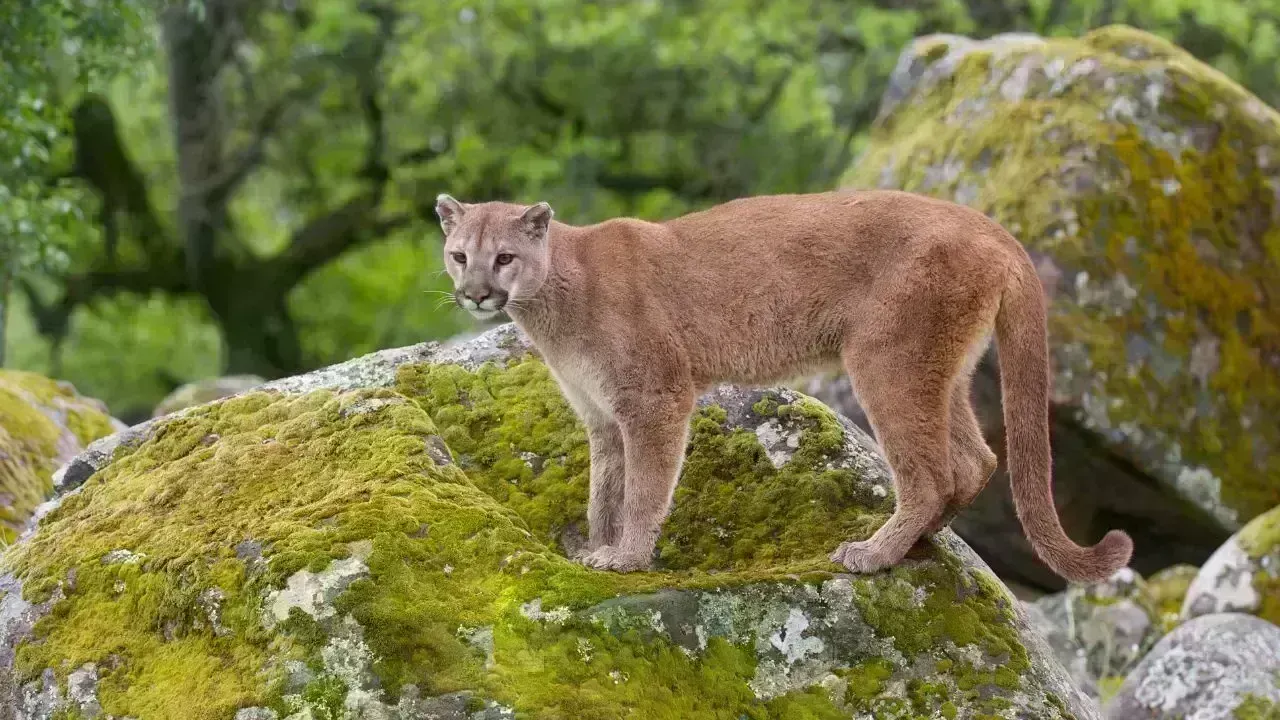 Tragic Mountain Lion Attack Takes Life of Colorado Woman