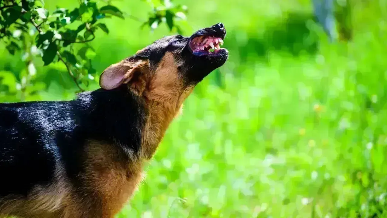 Teenager in Nova Scotia Hospitalized Following Dog Attack While Cycling