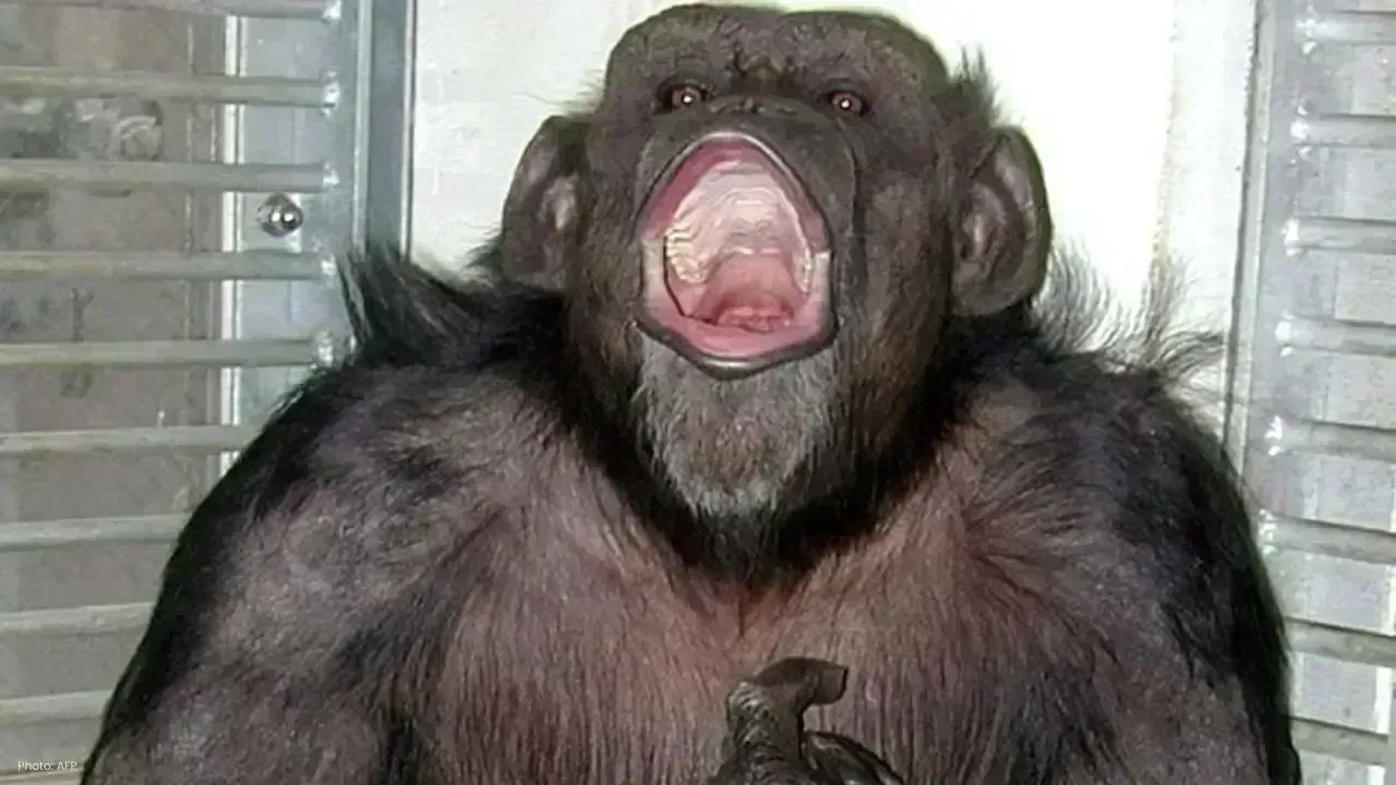 Beloved Chimpanzee Ai, Icon of Primate Research, Passes Away at 49