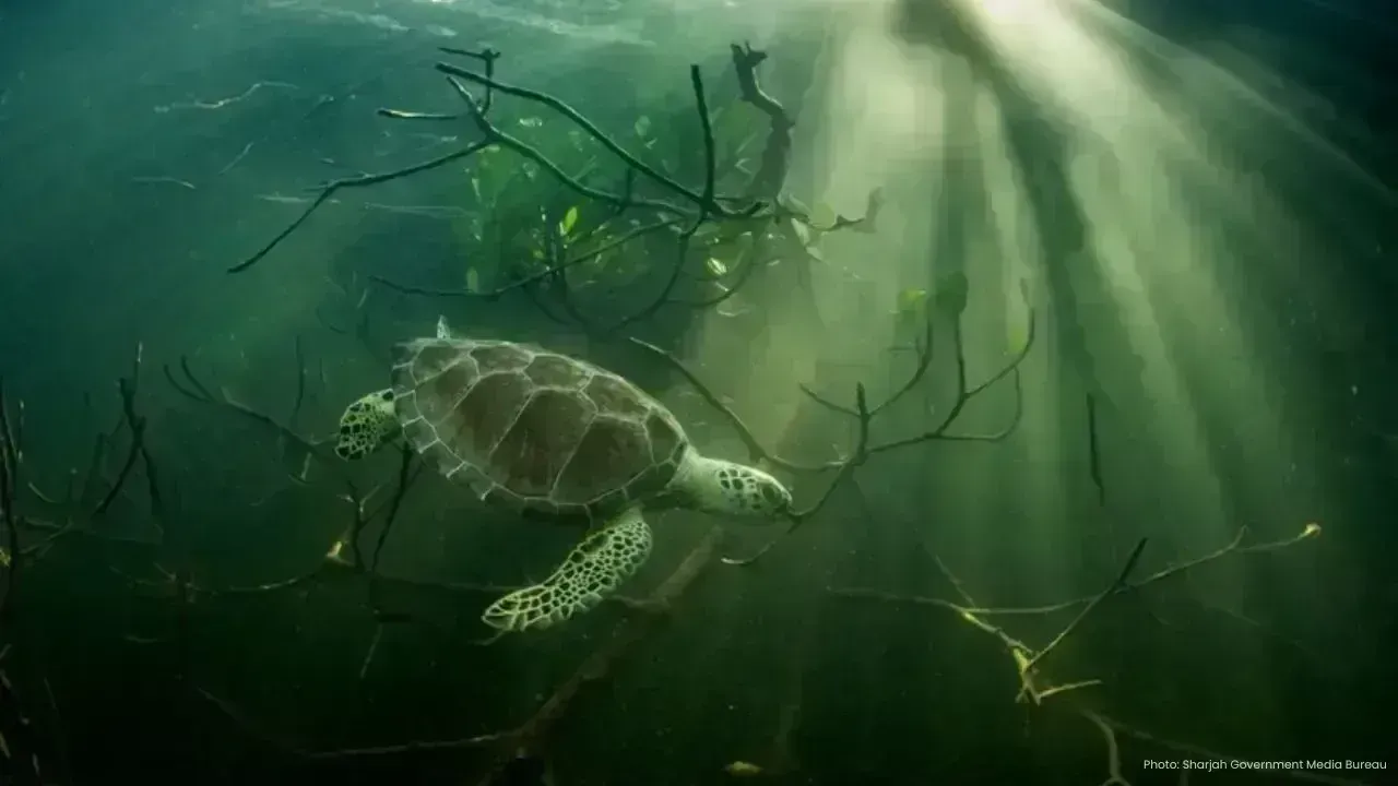 Xposure 2026 Conservation Summit: A Global Approach to Ocean Health