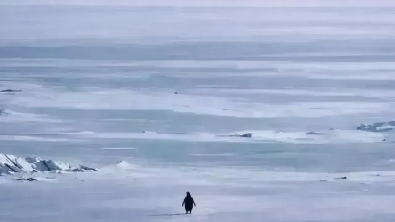 The Viral “Nihilist Penguin”: Why One Penguin’s March Sparked a Global Internet Phenomenon