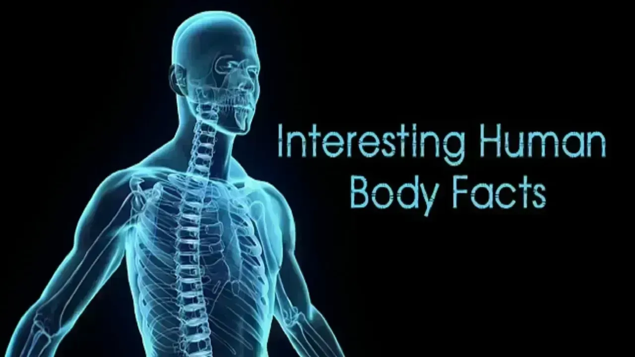10 Little-Known Human Body Facts That Sound Unreal