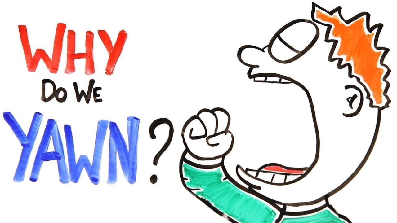 Why We Yawn — The Lesser-Known Facts