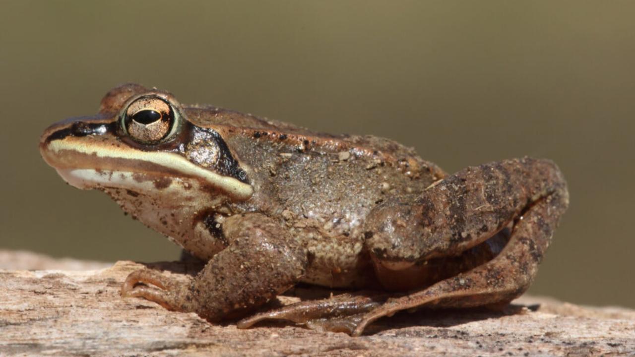 Masters of Survival: Animals That Can Live Without Oxygen for Hours