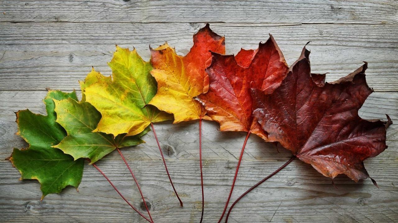 Leafy Chemistry: The Real Science Behind Why Autumn Leaves Turn Red, Yellow and Orange