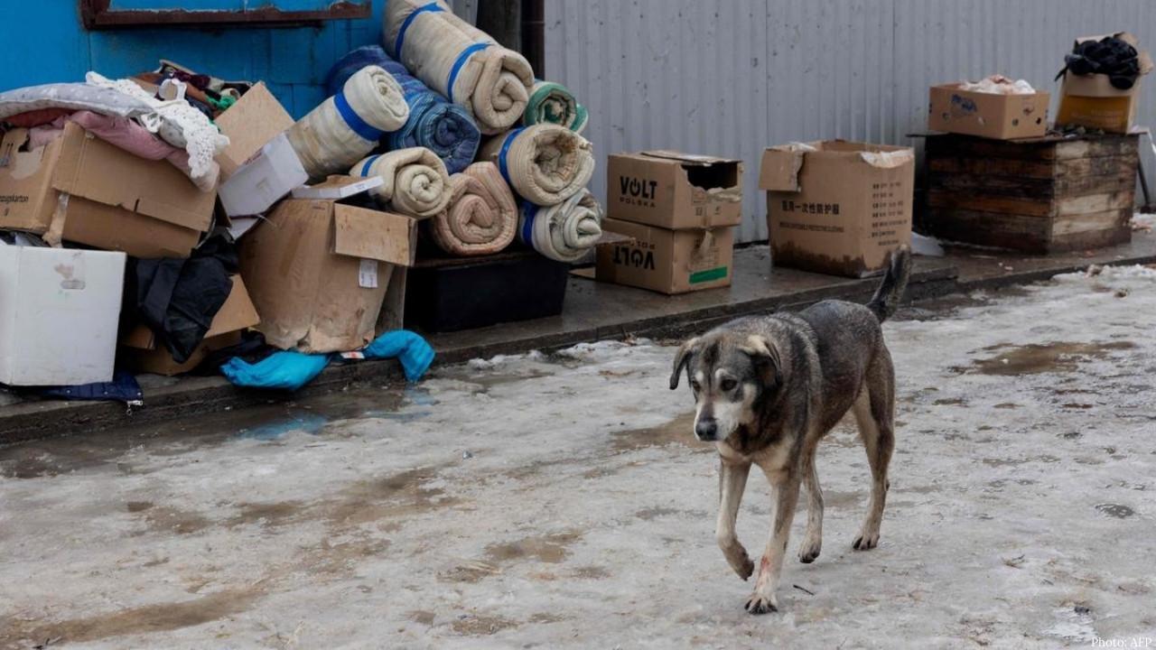 Ukraine Battles New Public Health Threat as Rabies Cases Surge