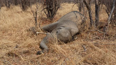 Critically Endangered Sumatran Elephant Calf Found Dead in Tesso Nilo National Park