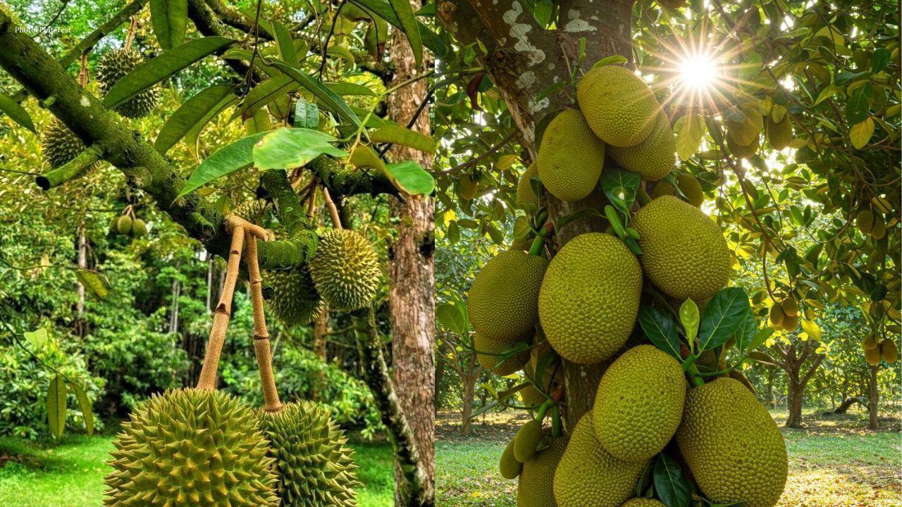 Penang Durian Season Starts Early