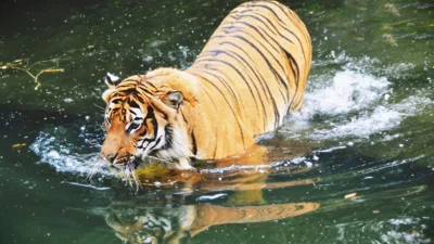 Tiger Cubs Death Raises Zoo Health Alert