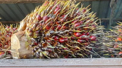 Palm Oil Prices Surge, India Cuts Imports